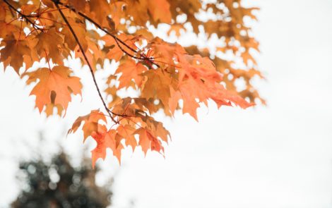 L’automne et ses couleurs